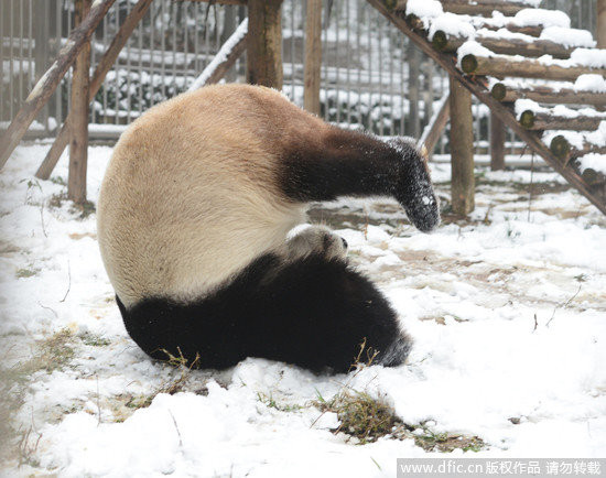 武汉降雪满地白 大猫熊伟伟兴奋异常…翻滚撒尿