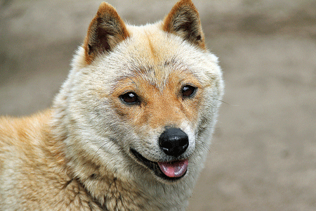 羊羊柴柴傻傻分不清!披著羊皮的稀有日本「山阴柴犬」