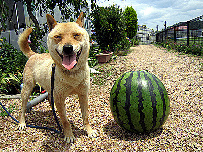 羊羊柴柴傻傻分不清!披著羊皮的稀有日本「山阴柴犬」