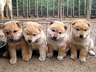 羊羊柴柴傻傻分不清!披著羊皮的稀有日本「山阴柴犬」