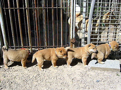羊羊柴柴傻傻分不清!披著羊皮的稀有日本「山阴柴犬」