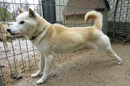 羊羊柴柴傻傻分不清!披著羊皮的稀有日本「山阴柴犬」