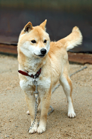 所以它根本是柴犬界的长腿欧巴.