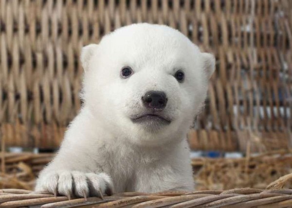 北极熊「克努特」2.0版?同父异母的弟弟诞生游出水面