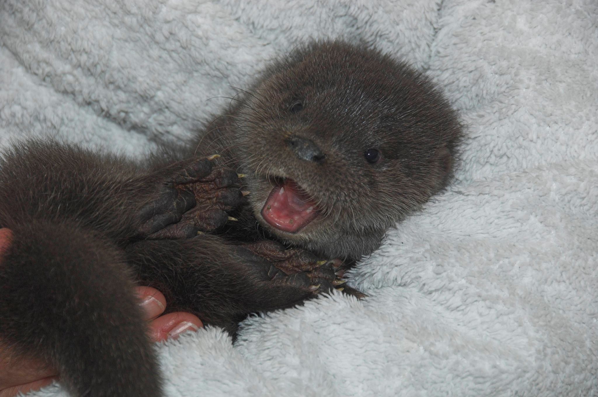 水獭宝宝雪地迷路 紧急收养健康满点笑开怀