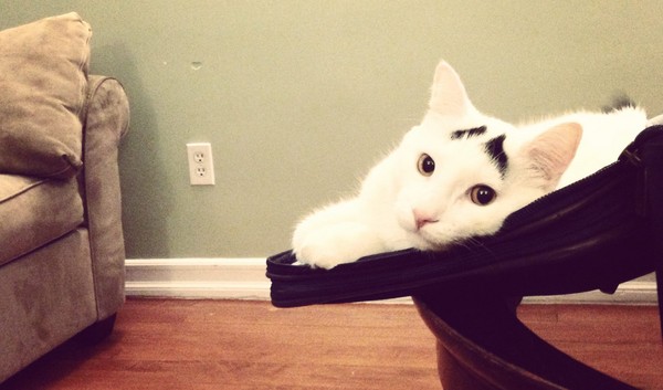 3年前捡了一只「八字眉囧脸猫」 搅乱她的人生啦!