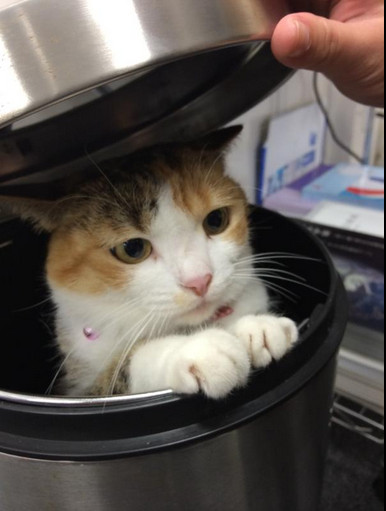 垃圾桶探头表情包猫图片