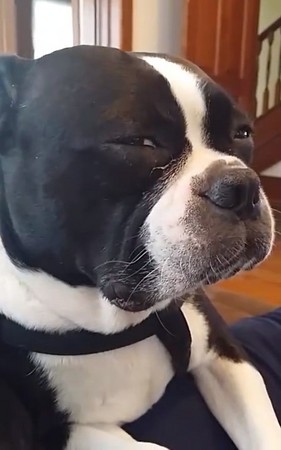 「奥利佛,你是领养来的」 狗狗超震惊瞪大眼无法接受