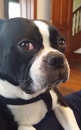 「奥利佛,你是领养来的」 狗狗超震惊瞪大眼无法接受